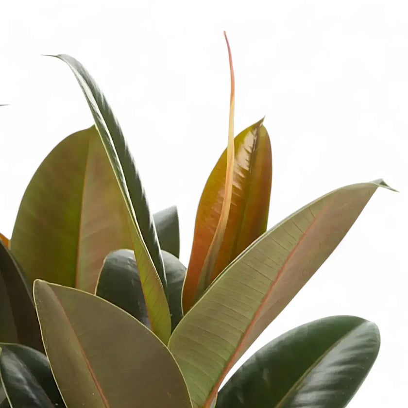 Nahaufnahme eines Blatts von Ficus elastica 'Melany' vor weiĂem Hintergrund.