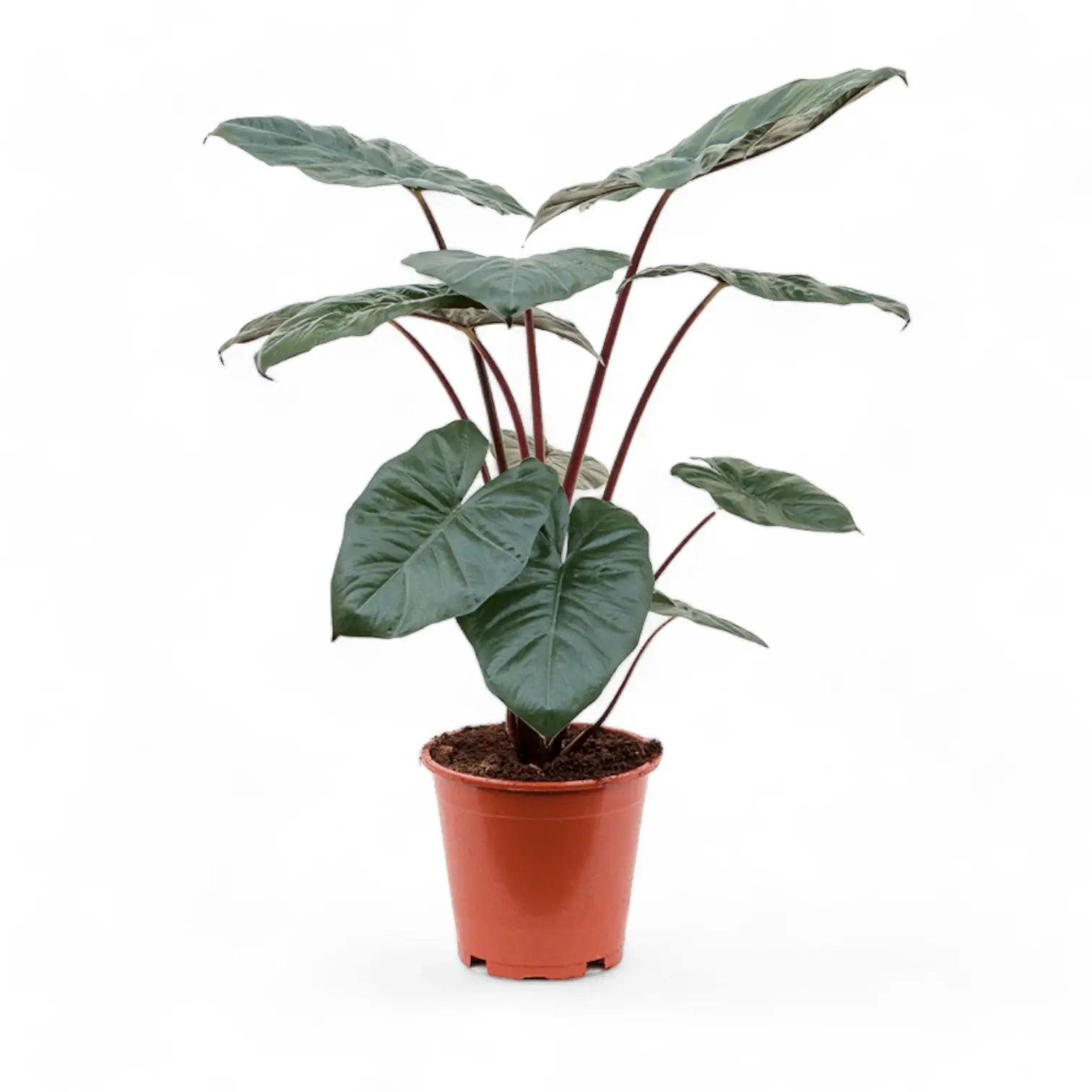 Alocasia 'Yucatan princess' – Zimmerpflanze im Kulturtopf auf weißem Hintergrund, Produktfoto 8.