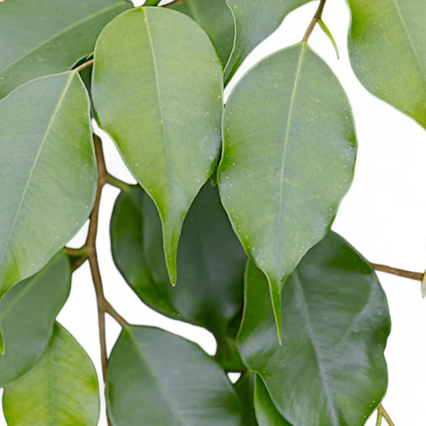 Nahaufnahme eines Blatts von Ficus benjamina 'Danielle' vor weißem Hintergrund.