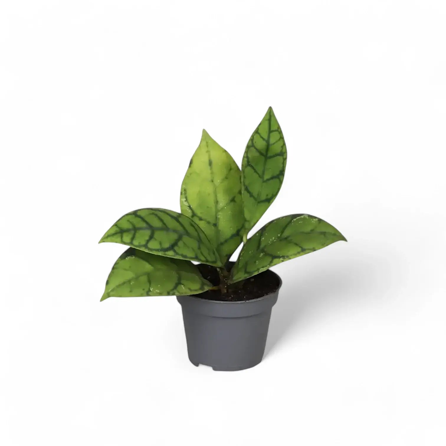 Hoya callistophylla potted houseplant in nursery pot on white background, product photo 4.