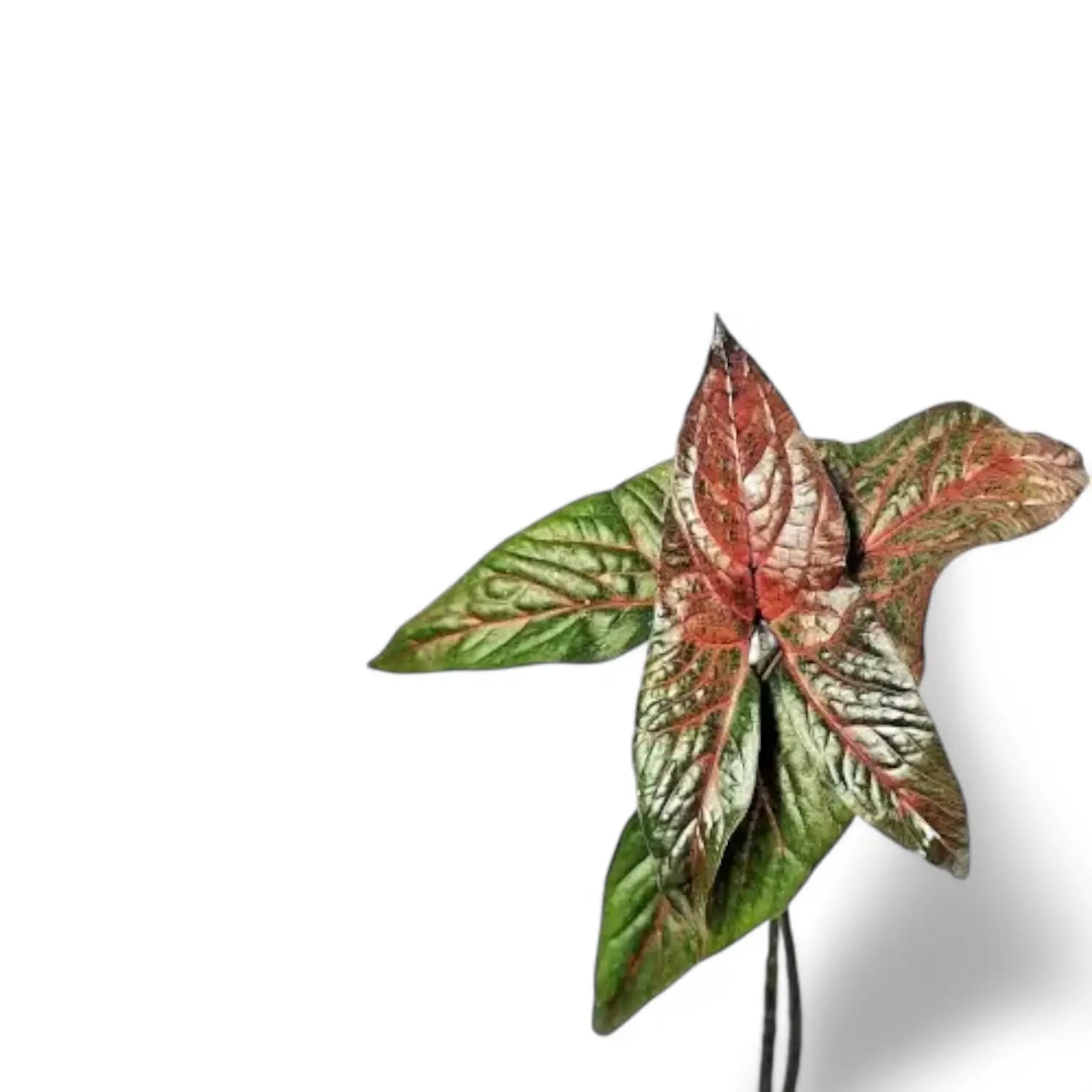 Nahaufnahme eines Blatts von Cyrtosperma johnstonii vor weiĂźem Hintergrund.