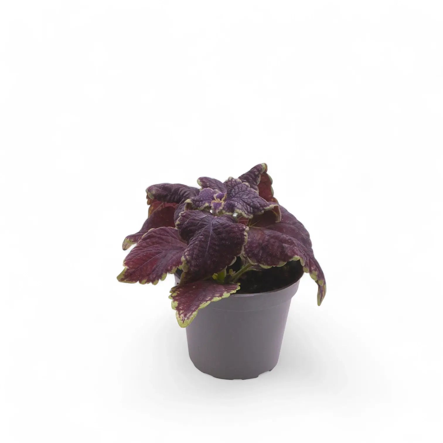 Coleus scutellarioides 'Main Street Abbey Road' potted houseplant in nursery pot on white background, product photo 2.