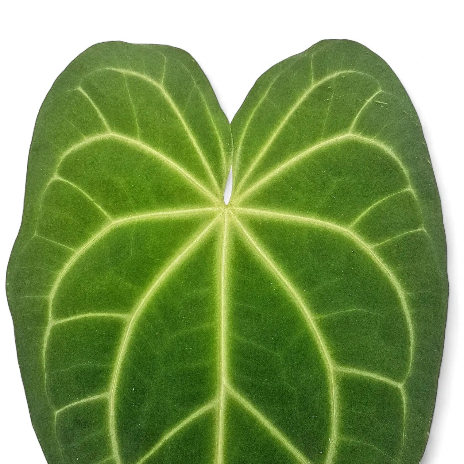 Nahaufnahme eines Blatts von Anthurium magnificum vor weiĂźem Hintergrund.