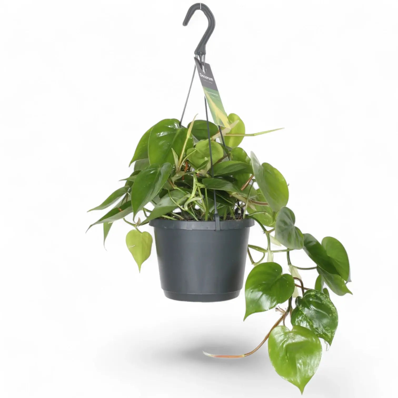 Philodendron hederaceum var. oxycardium (Philodendron scandens) – Topfpflanze im Kulturtopf vor weißem Hintergrund, Produktfoto 9.