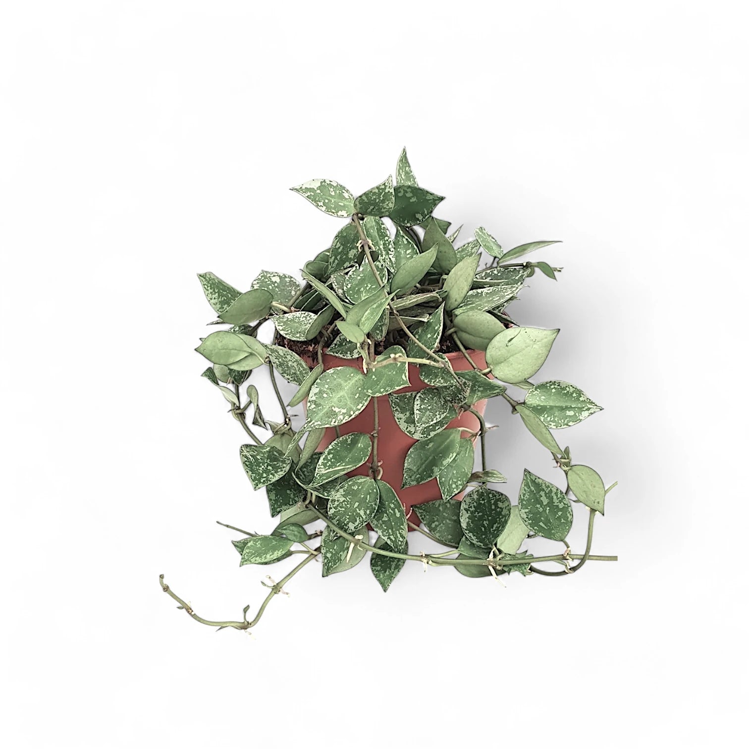 Hoya krohniana 'Super Silver' potted houseplant in nursery pot on white background, product photo 7.