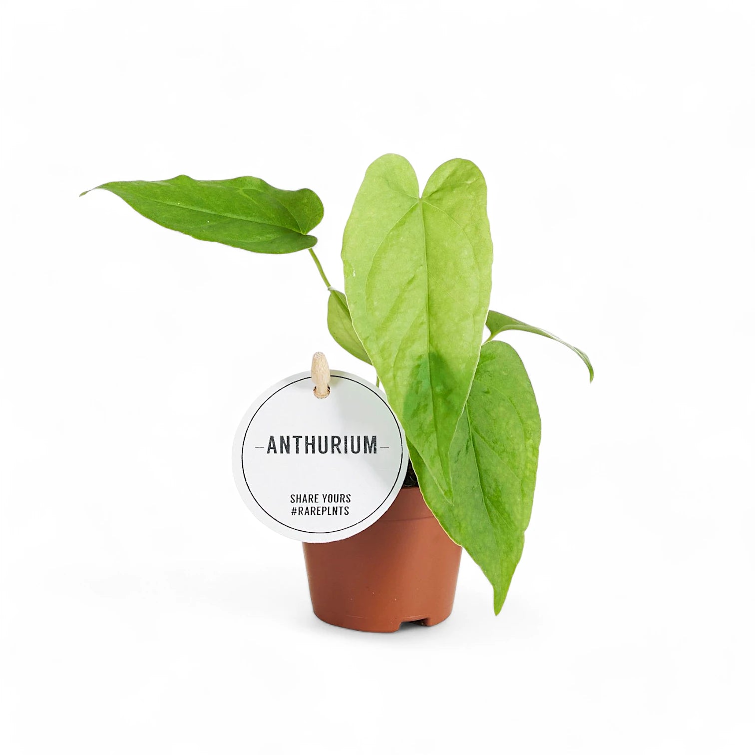Anthurium balaoanum – Topfpflanze im Kulturtopf vor weißem Hintergrund, Produktfoto 6.