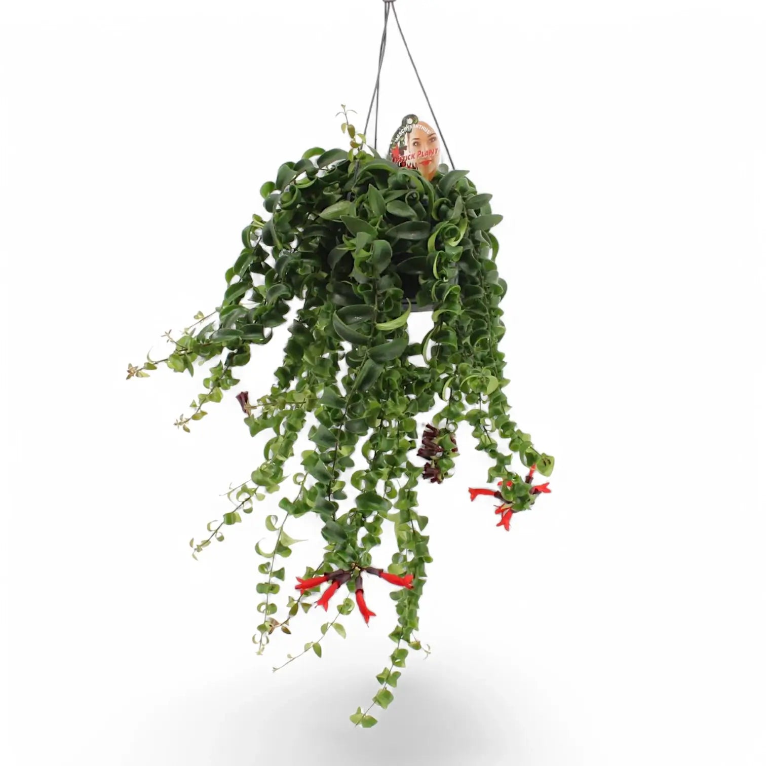 Aeschynanthus 'Rasta' – Zimmerpflanze im Kulturtopf auf weißem Hintergrund, Produktfoto 5.