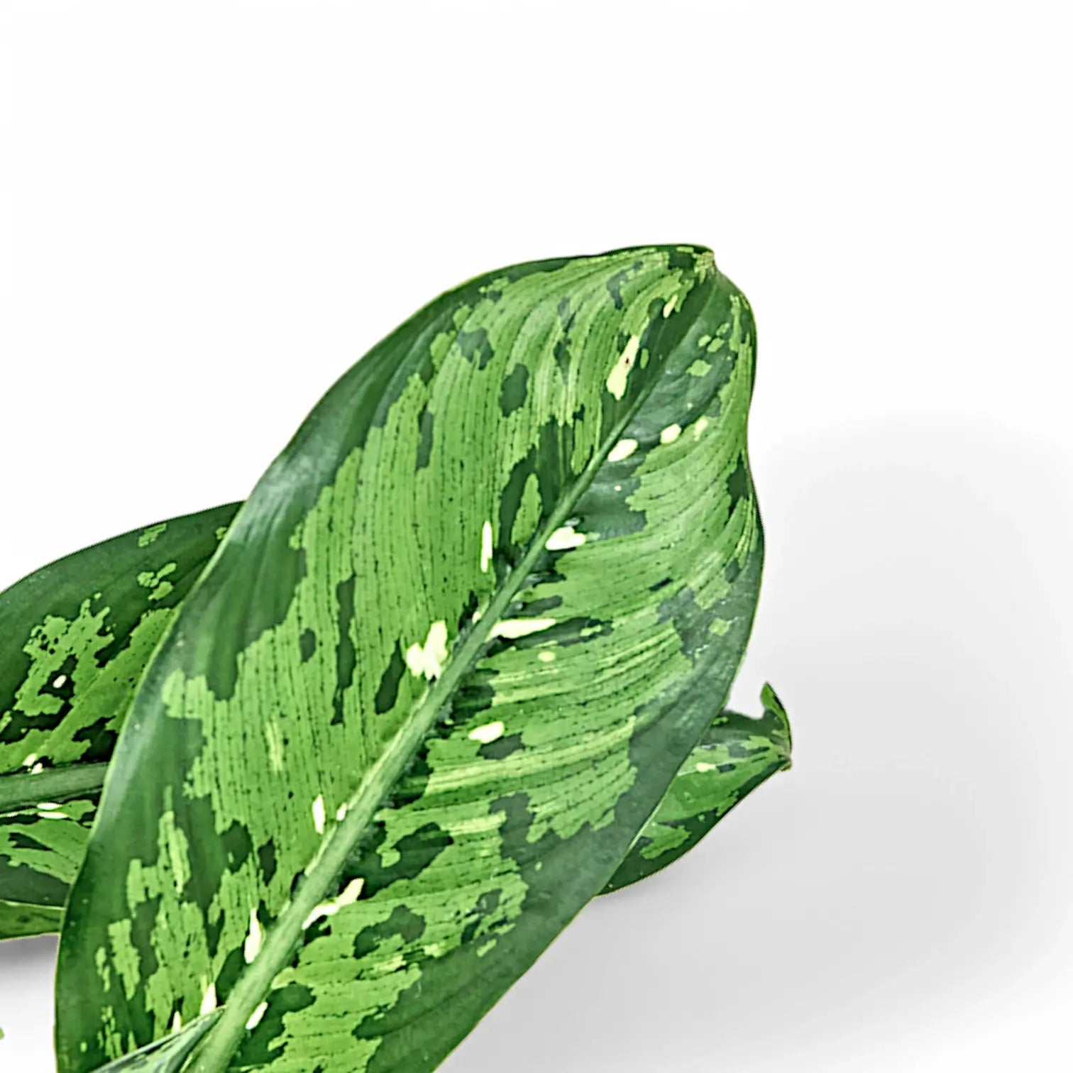 Dieffenbachia seguine 'Crocodile' leaf close-up on white background.
