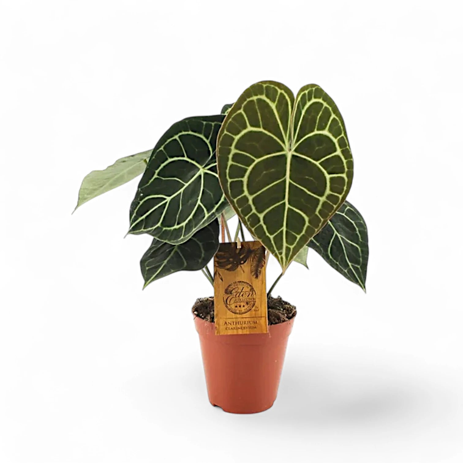 Anthurium clarinervium – Topfpflanze im Kulturtopf vor weißem Hintergrund, Produktfoto 12.