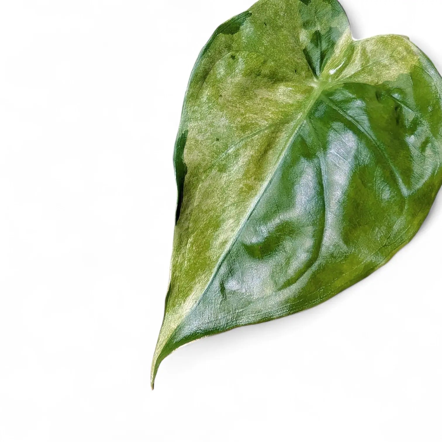 Nahaufnahme eines Blatts von Alocasia cucullata 'Mint' vor weiĂźem Hintergrund.