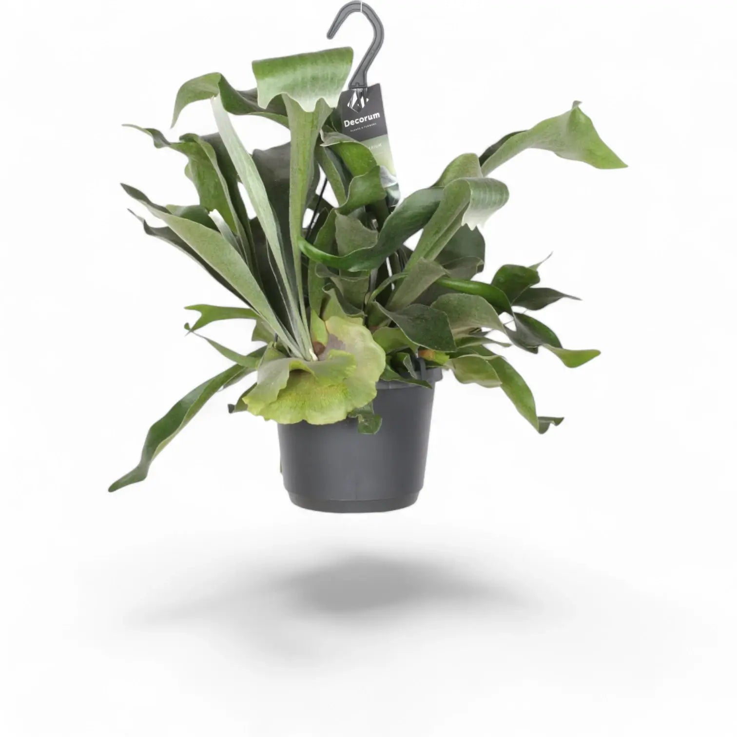 Platycerium bifurcatum 'Netherlands' potted houseplant in nursery pot on white background, product photo 5.