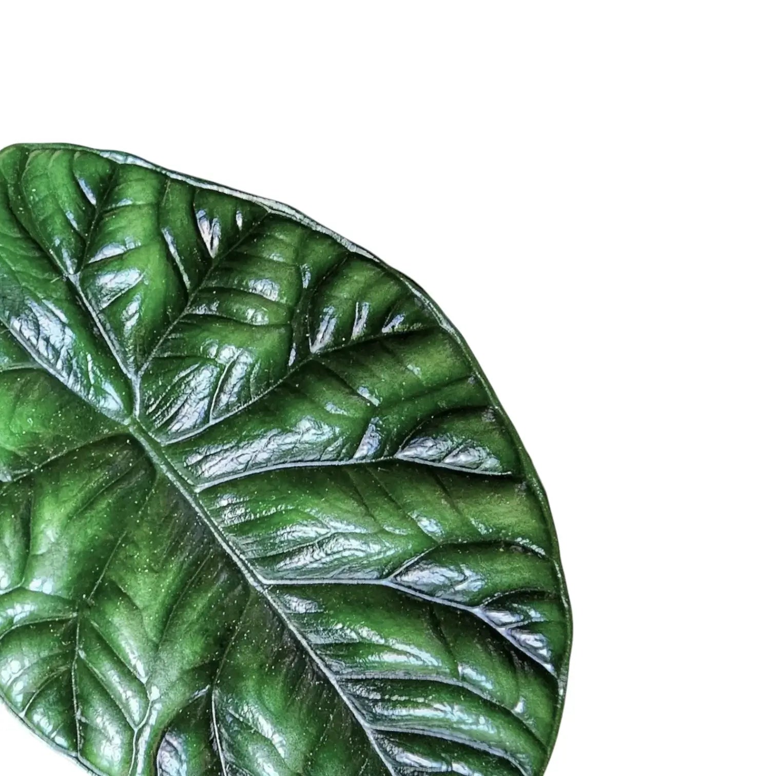 Alocasia sinuata potted houseplant in nursery pot on white background, product photo 10.