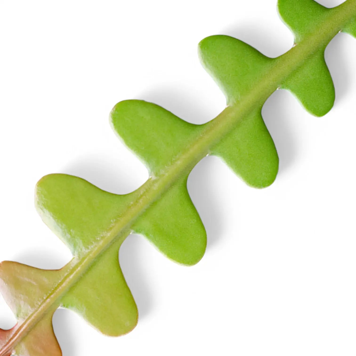 Nahaufnahme eines Triebs von Disocactus (Epiphyllum) anguliger vor weißem Hintergrund.