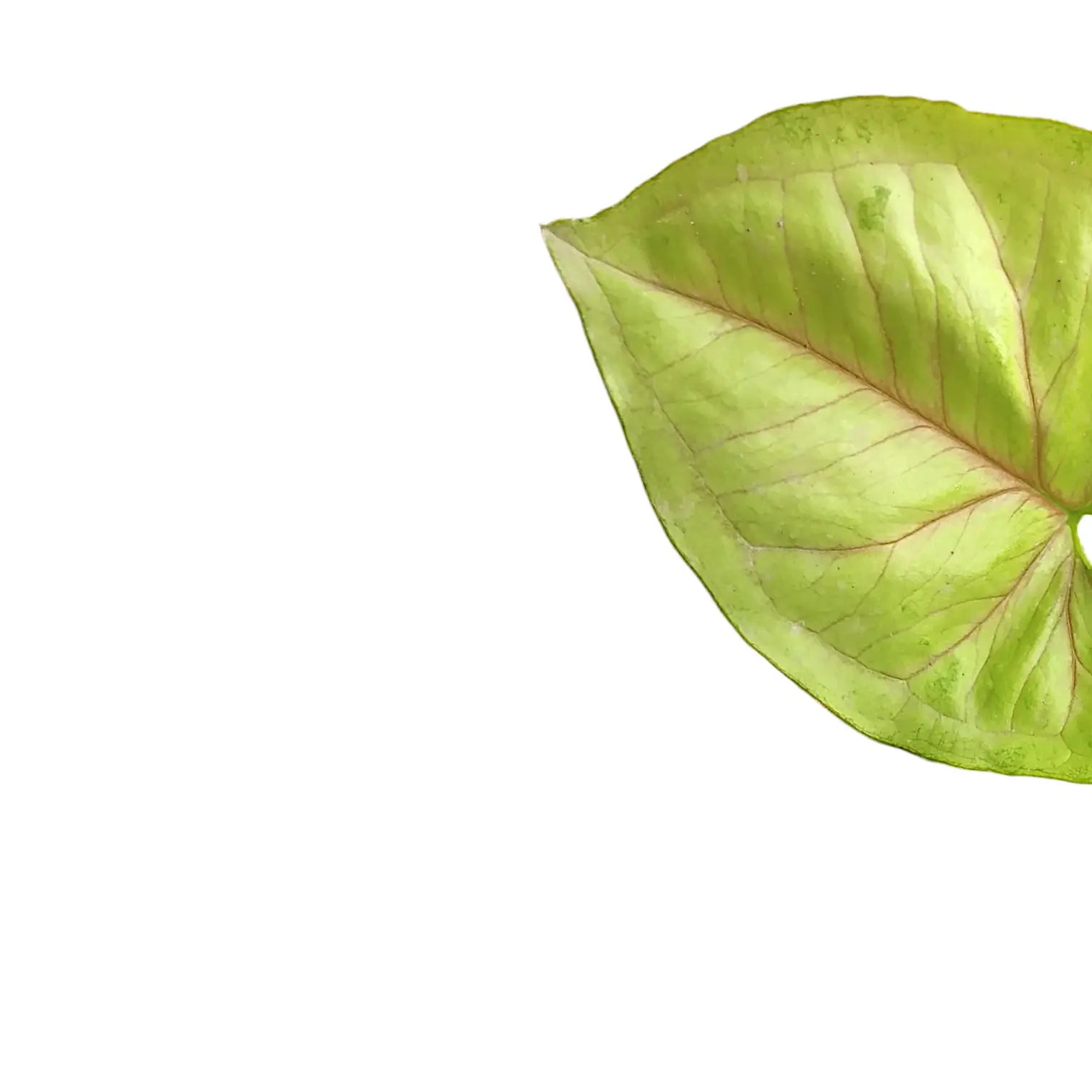 Nahaufnahme eines Blatts von Syngonium podophyllum 'Mango allusion' vor weiĂźem Hintergrund.