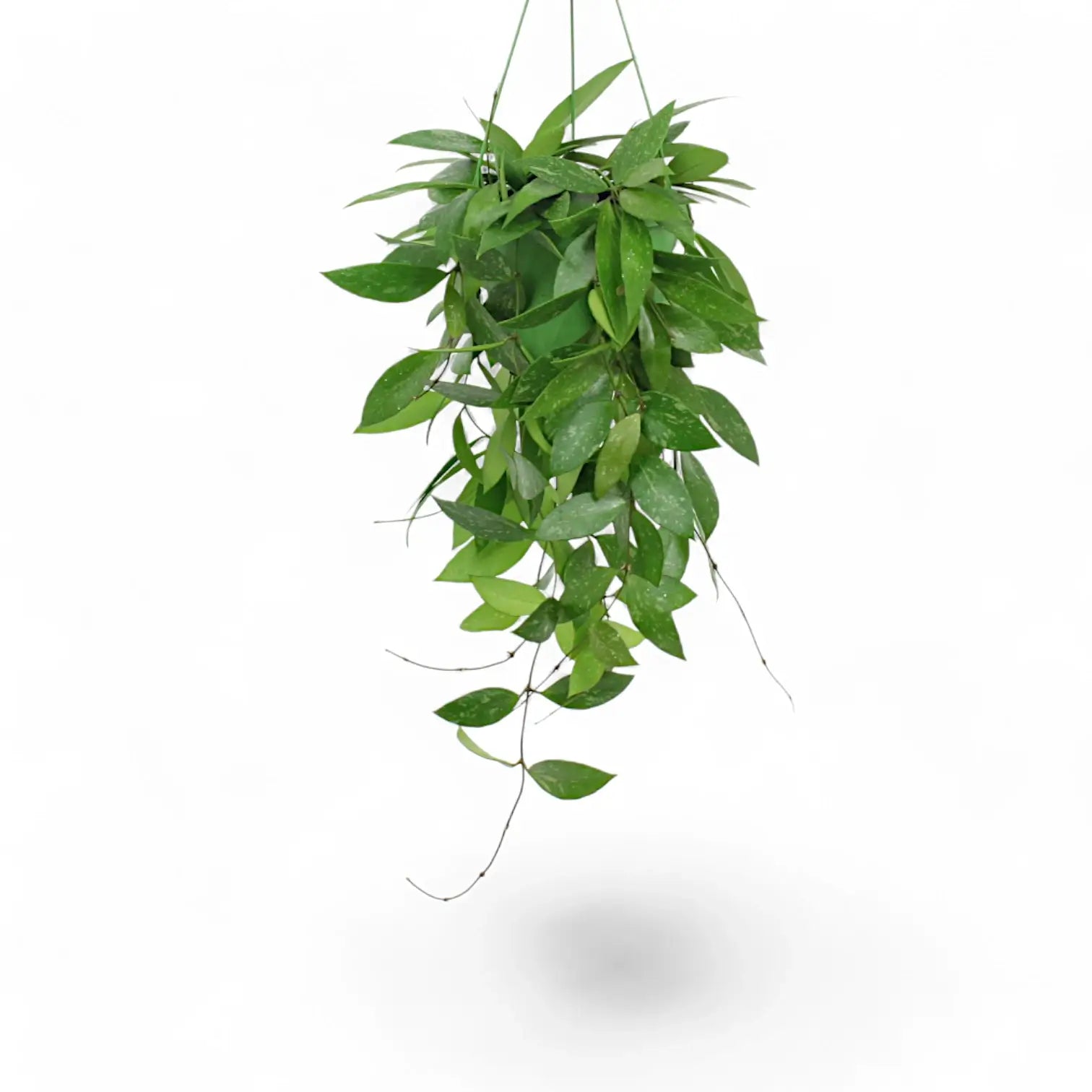 Hoya gracilis (Hoya memoria) – Topfpflanze im Kulturtopf vor weißem Hintergrund, Produktfoto 6.