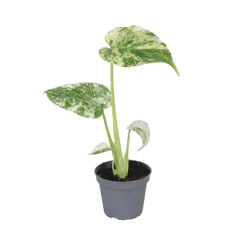 Monstera deliciosa variegata 'Mint' potted houseplant in nursery pot on white background, product photo 2.
