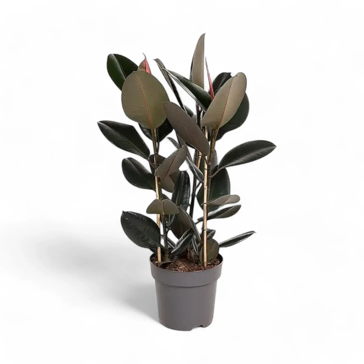 Ficus elastica 'Abidjan' potted houseplant in nursery pot on white background, product photo 10.