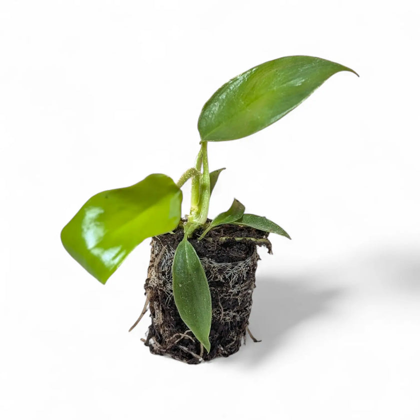 Philodendron squamiferum potted houseplant in nursery pot on white background, product photo 3.