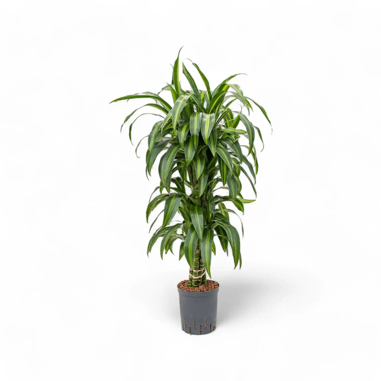 Dracaena fragrans âHawaiian Sunshineâ â Topfpflanze im Kulturtopf vor weiĂem Hintergrund, Produktfoto 2.