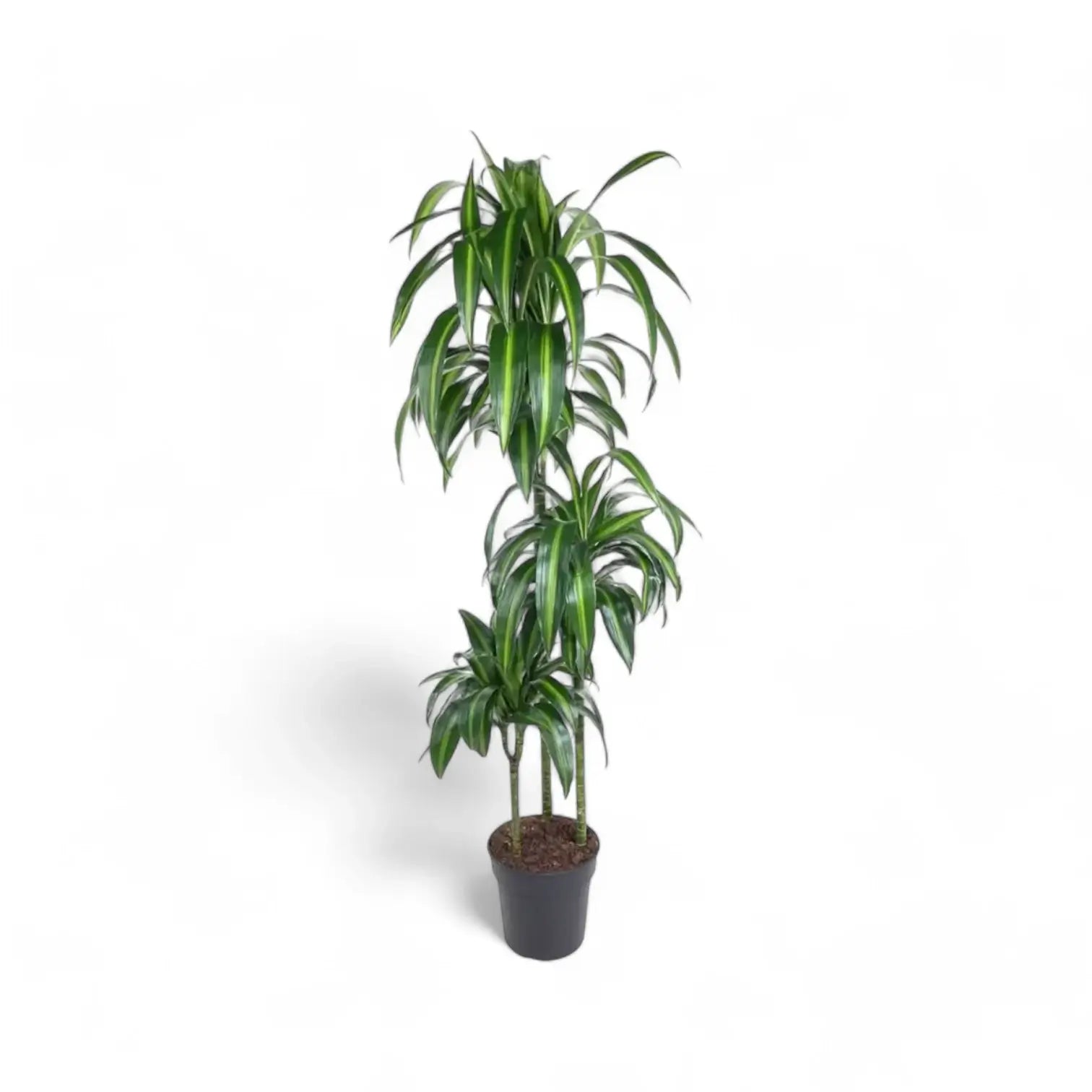 Dracaena fragrans âHawaiian Sunshineâ â Topfpflanze im Kulturtopf vor weiĂem Hintergrund, Produktfoto 6.