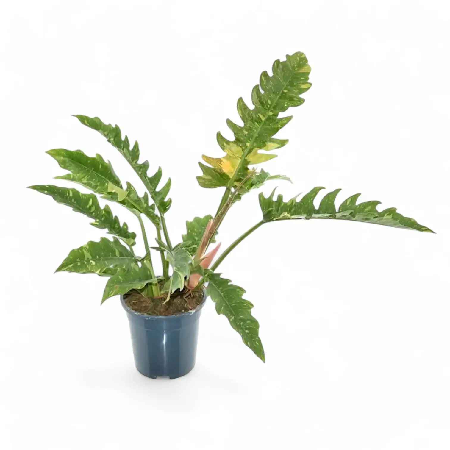 Philodendron 'Ring of fire' – Zimmerpflanze im Kulturtopf auf weißem Hintergrund, Produktfoto 15.