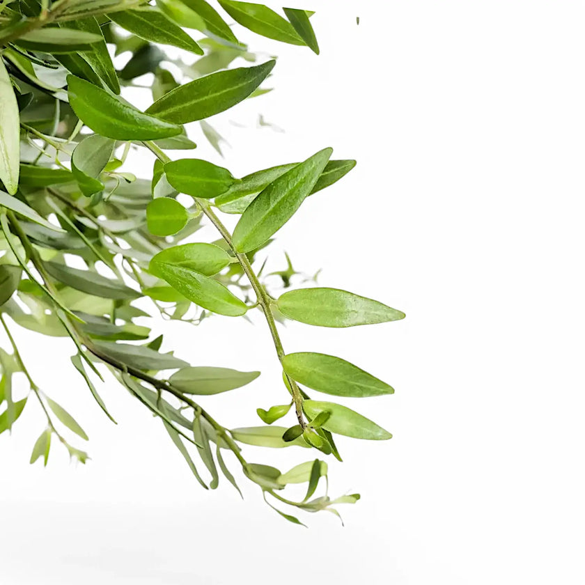 Aeschynanthus 'Japhrolepis' leaf close-up on white background.