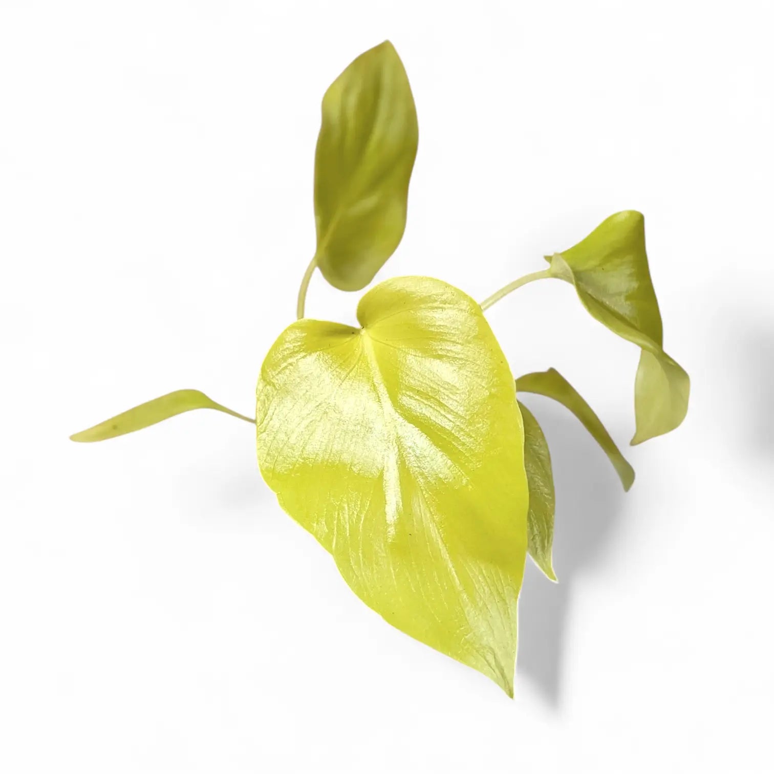 Philodendron warszewiczii 'Flavum' ('Aurea') potted houseplant in nursery pot on white background, product photo 3.