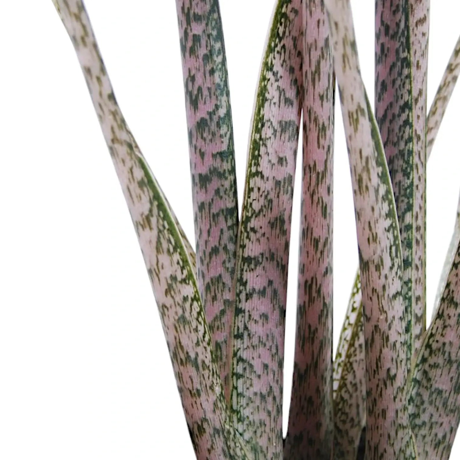 Alocasia brancifolia 'Pink Passion' potted houseplant in nursery pot on white background, product photo 5.