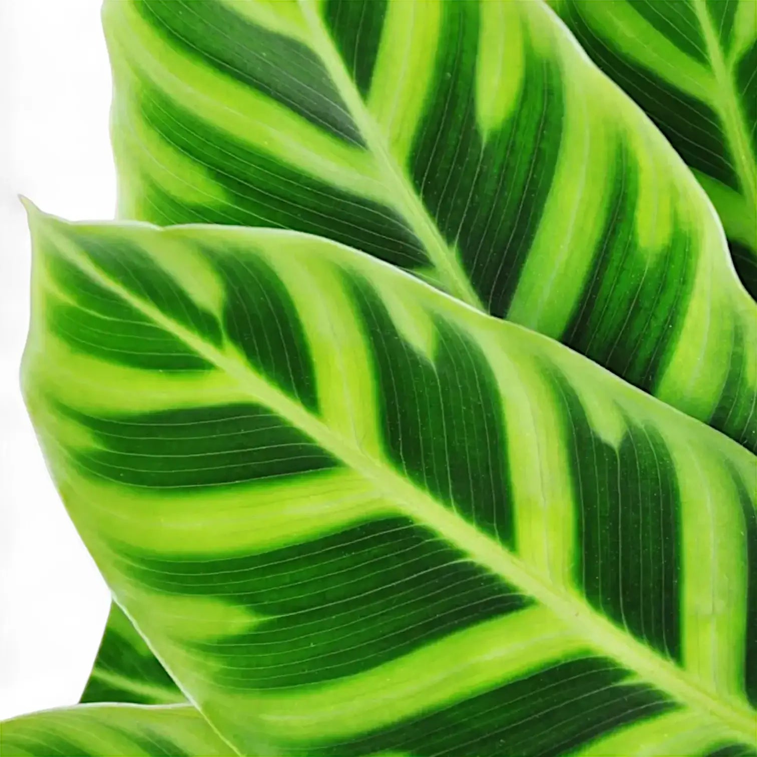 Nahaufnahme eines Blatts von Goeppertia (Calathea) zebrina vor weiĂźem Hintergrund.