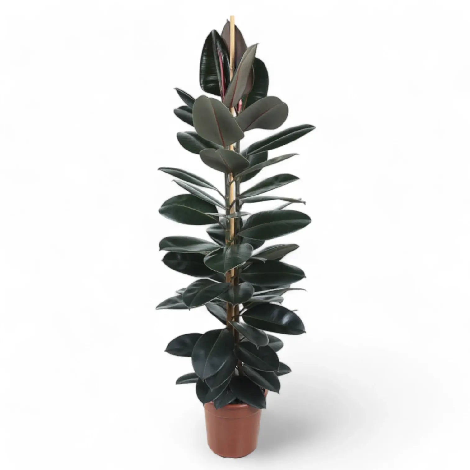 Ficus elastica 'Abidjan' potted houseplant in nursery pot on white background, product photo 14.