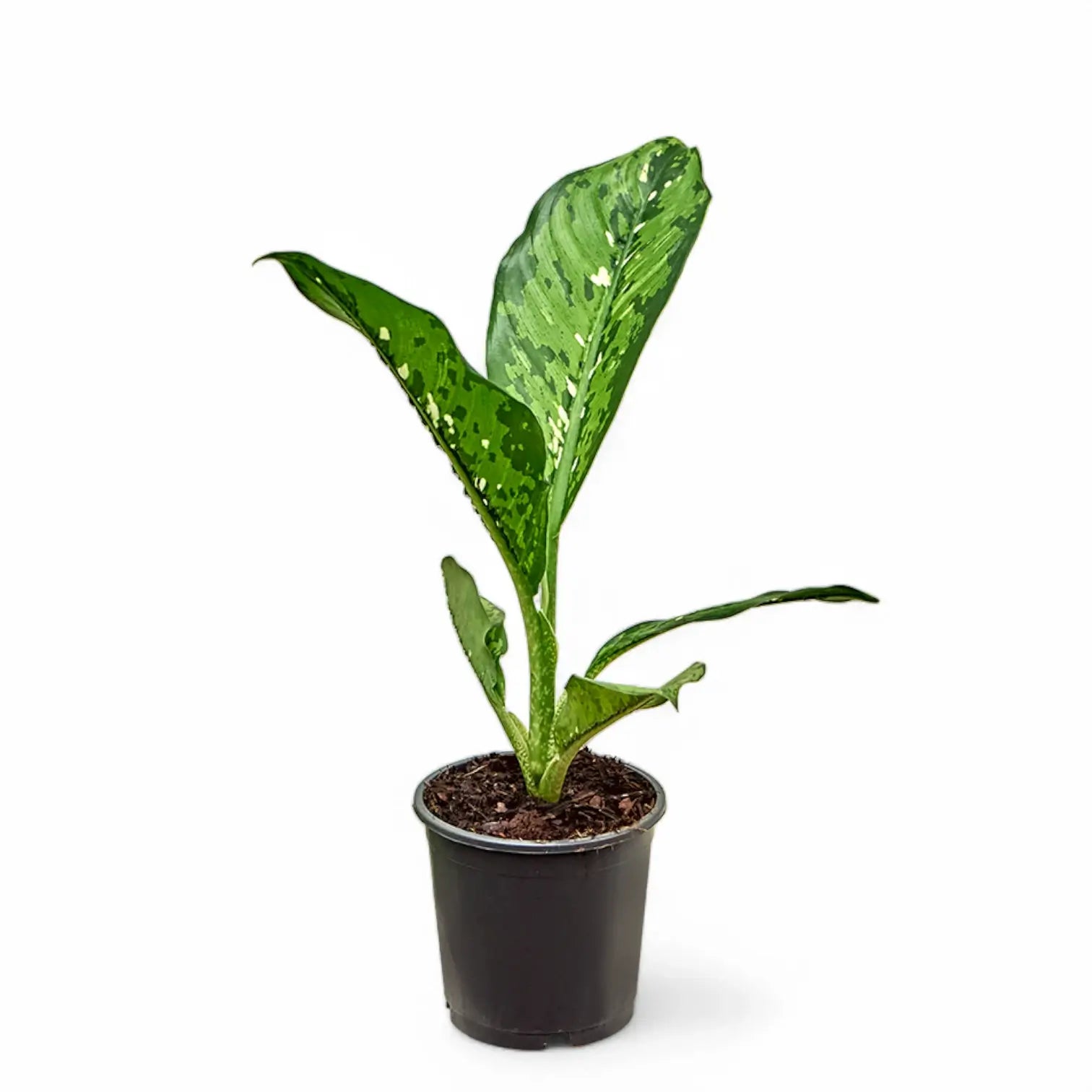 Dieffenbachia seguine 'Crocodile' potted houseplant in nursery pot on white background, product photo 3.