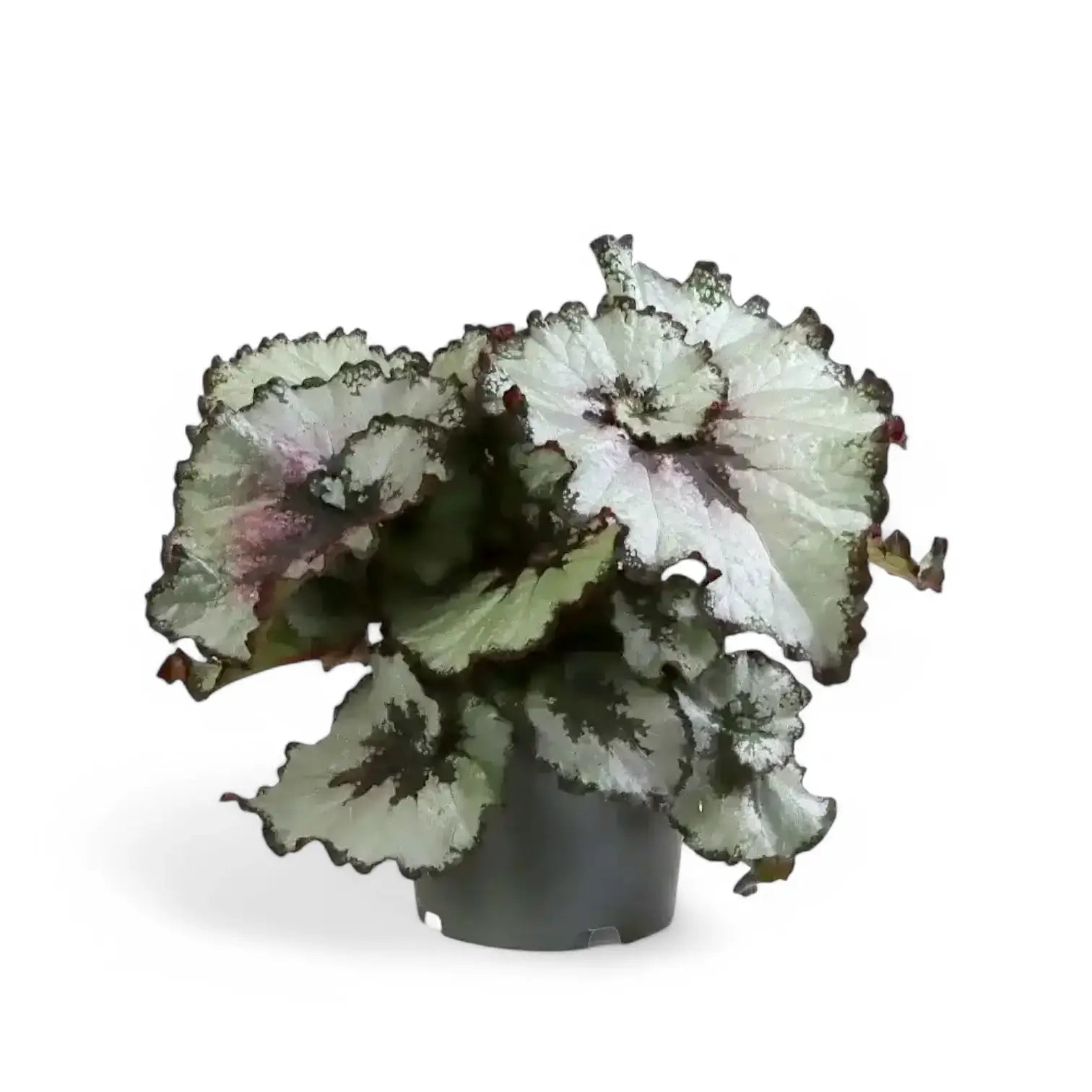 Begonia rex 'Escargot' – Zimmerpflanze im Kulturtopf auf weißem Hintergrund, Produktfoto 5.