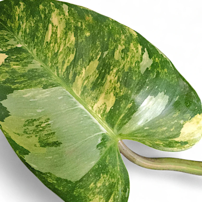Nahaufnahme von Philodendron 'Fresh Aurea' ('White Princess Aurea Tricolor') vor weiĂem Hintergrund.