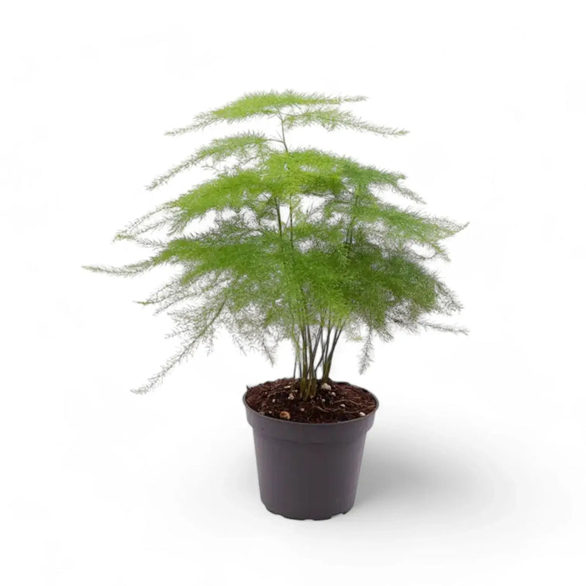 Asparagus setaceus potted houseplant in nursery pot on white background, product photo 3.