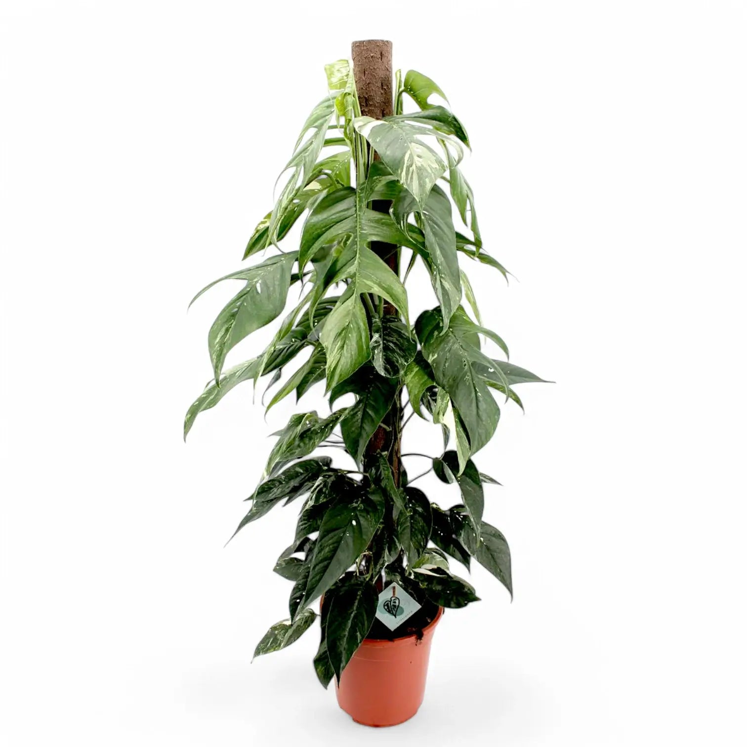 Epipremnum pinnatum variegata – Topfpflanze im Kulturtopf vor weißem Hintergrund, Produktfoto 12.