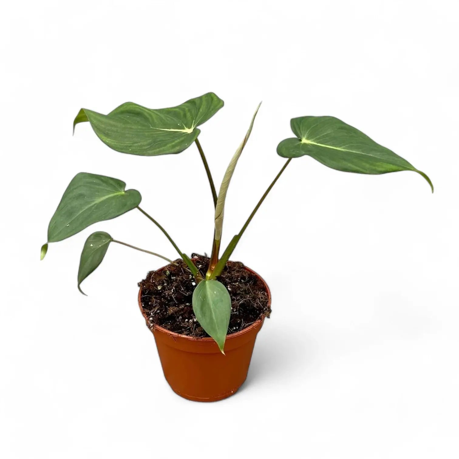 Philodendron 'Dean McDowell' (gloriosum x pastazanum) potted houseplant in nursery pot on white background, product photo 7.