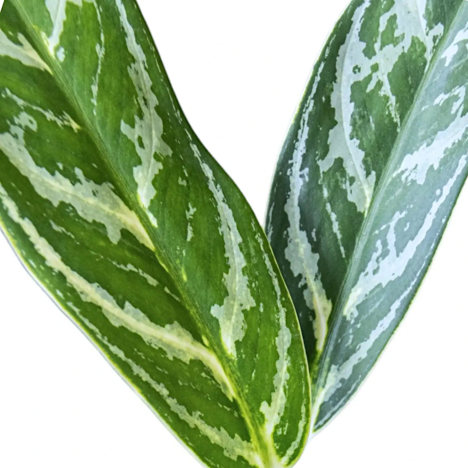 Nahaufnahme eines Blatts von Aglaonema 'Ivy Green' vor weiĂźem Hintergrund.