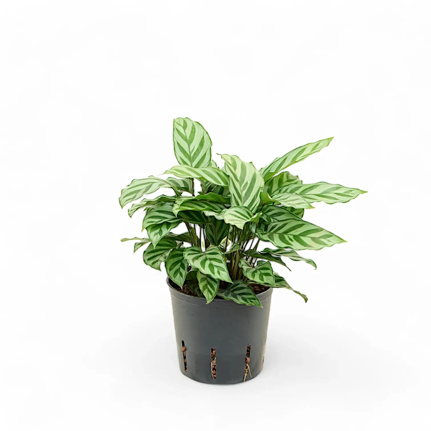 Goeppertia (Calathea) concinna 'Freddie' – Topfpflanze im Kulturtopf vor weißem Hintergrund, Produktfoto 3.