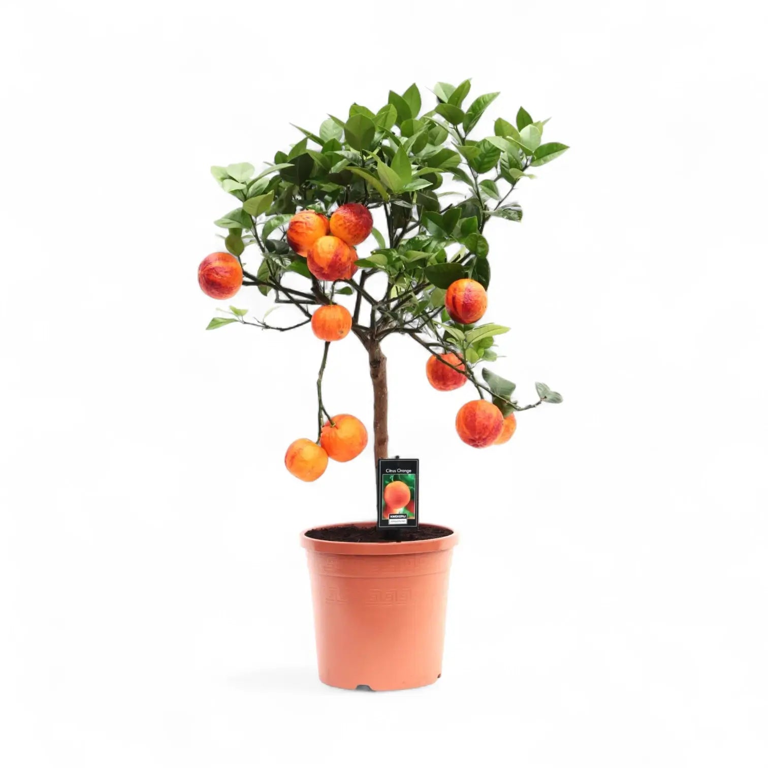 Citrus âArcobalâ potted houseplant in nursery pot on white background, product photo 2.