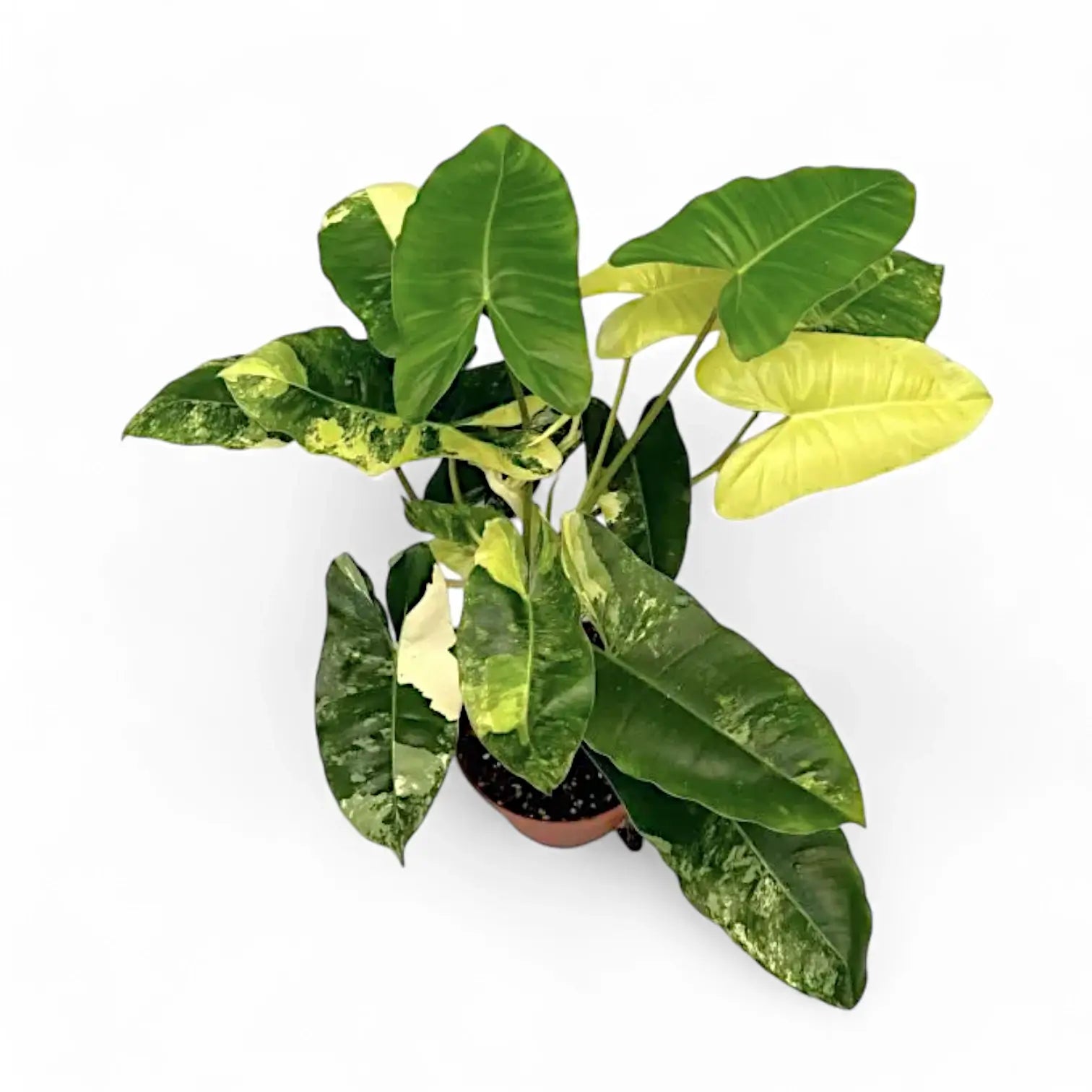 Philodendron 'Burle Marx' variegata potted houseplant in nursery pot on white background, product photo 5.