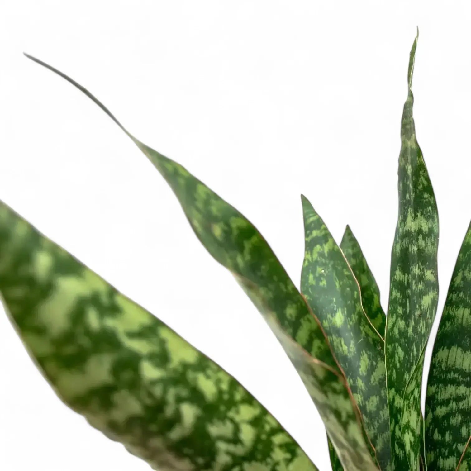 Nahaufnahme eines Blatts von Dracaena (Sansevieria) zeylanica vor weiĂźem Hintergrund.