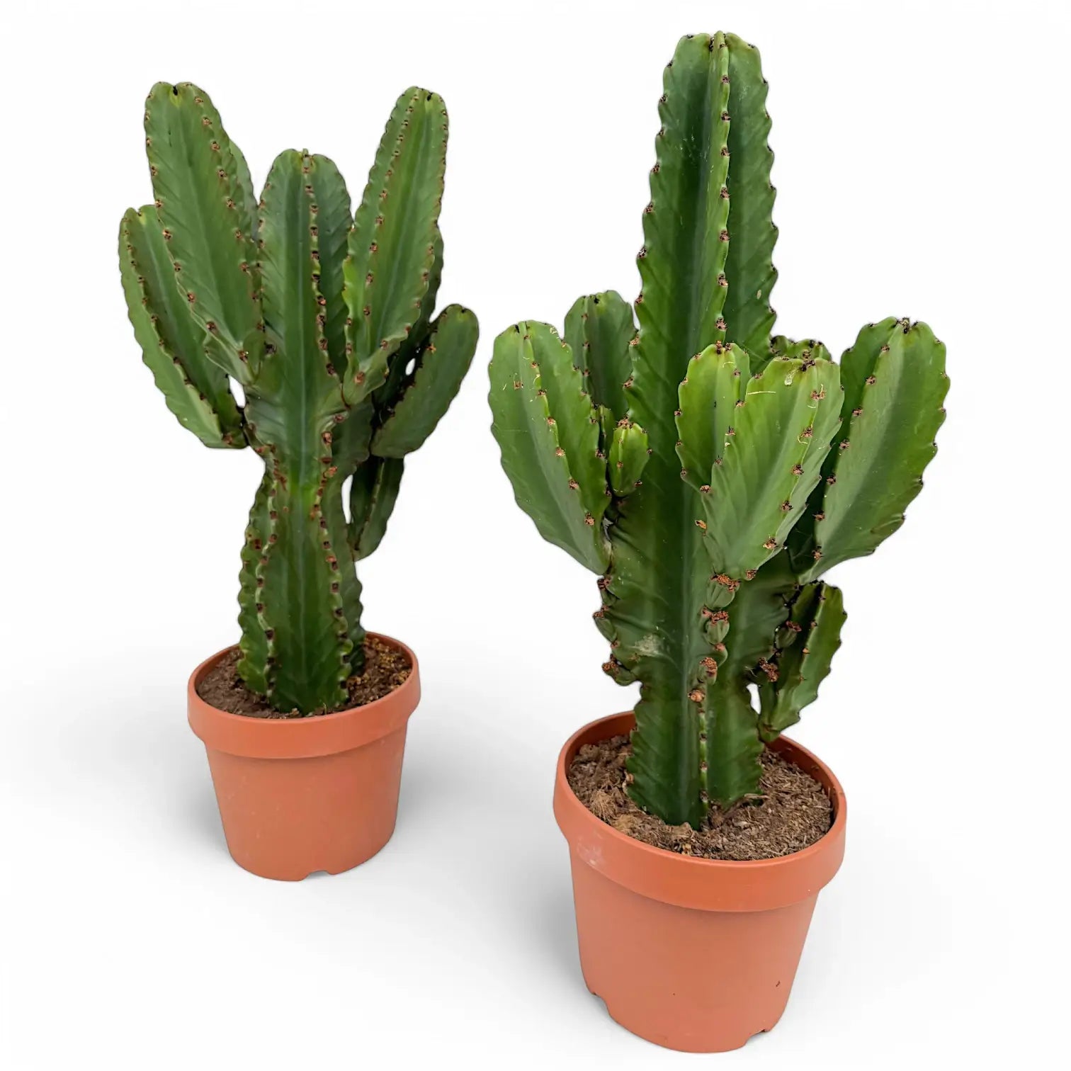 Euphorbia ingens – Topfpflanze im Kulturtopf vor weißem Hintergrund, Produktfoto 6.