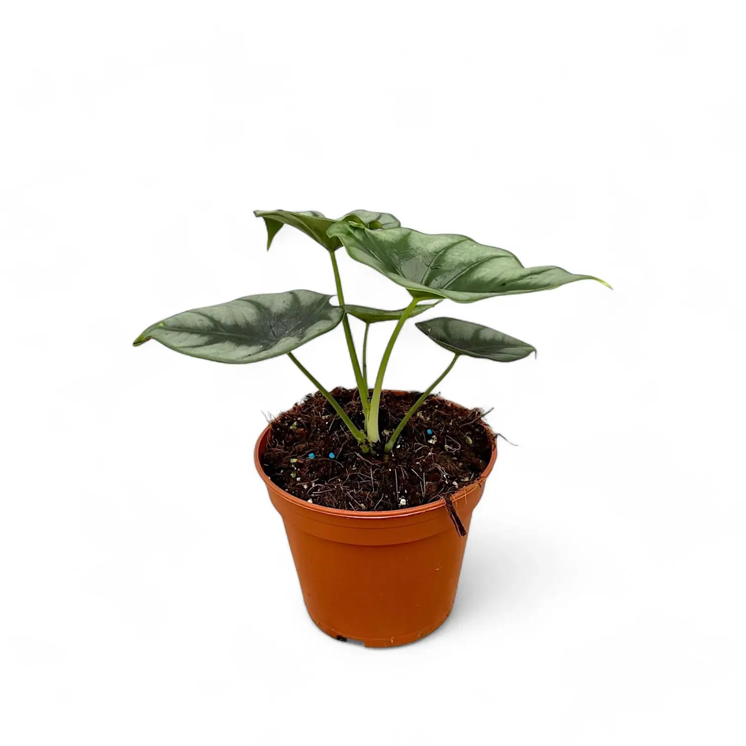 Alocasia reversa – Topfpflanze im Kulturtopf vor weißem Hintergrund, Produktfoto 4.