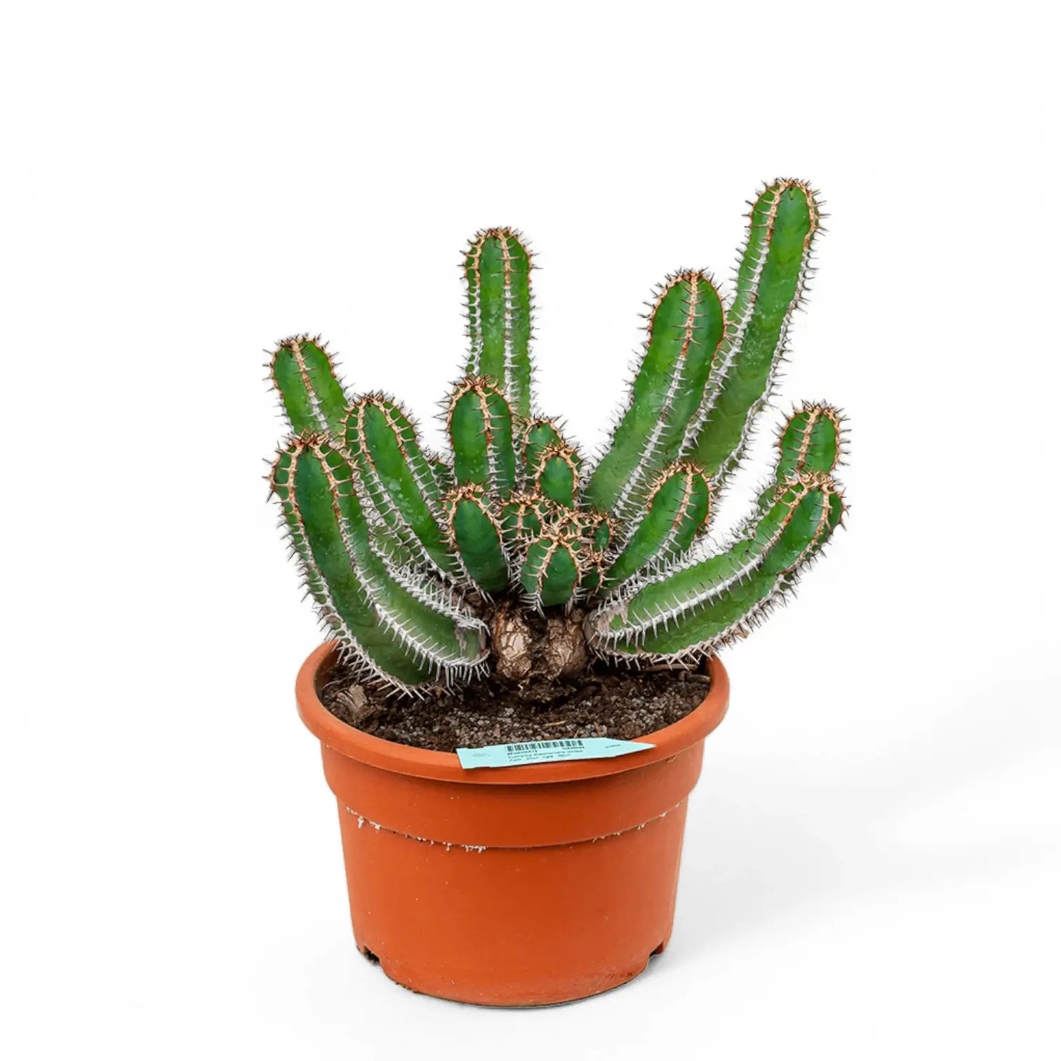 Euphorbia avasmontana potted houseplant in nursery pot on white background, product photo 2.