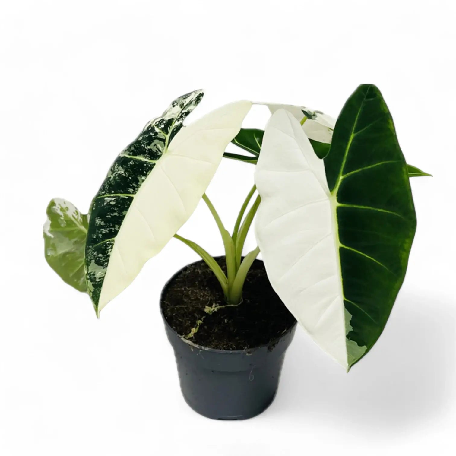 Alocasia ‘Frydek’ variegata potted houseplant in nursery pot on white background, product photo 14.