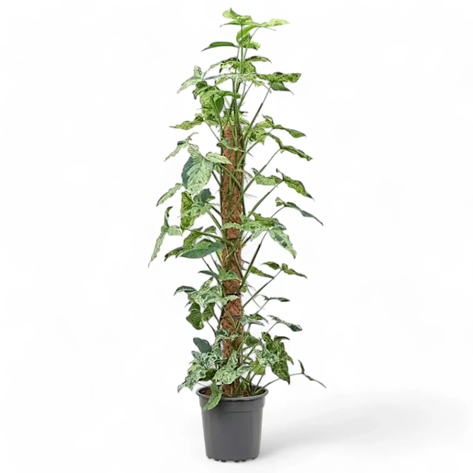 Syngonium podophyllum 'Mottled' – Zimmerpflanze im Kulturtopf auf weißem Hintergrund, Produktfoto 3.