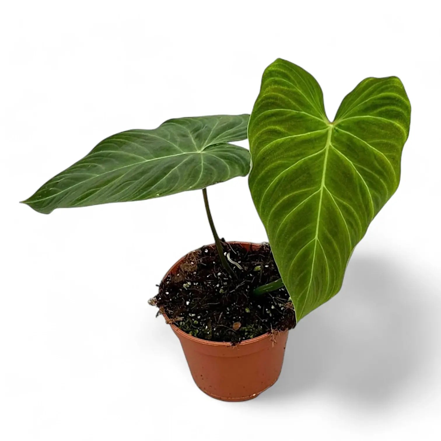 Philodendron 'Splendid' (verrucosum x melanochrysum) potted houseplant in nursery pot on white background, product photo 7.