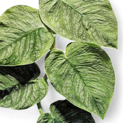 Nahaufnahme eines Blatts von Monstera dubia vor weiĂźem Hintergrund.