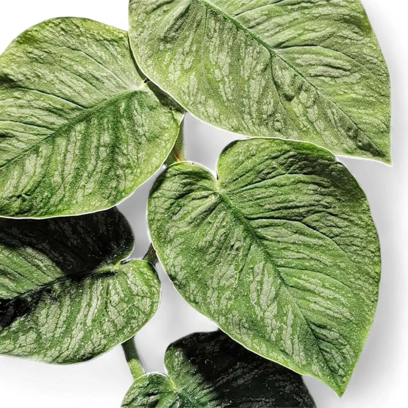Monstera dubia leaf close-up on white background.