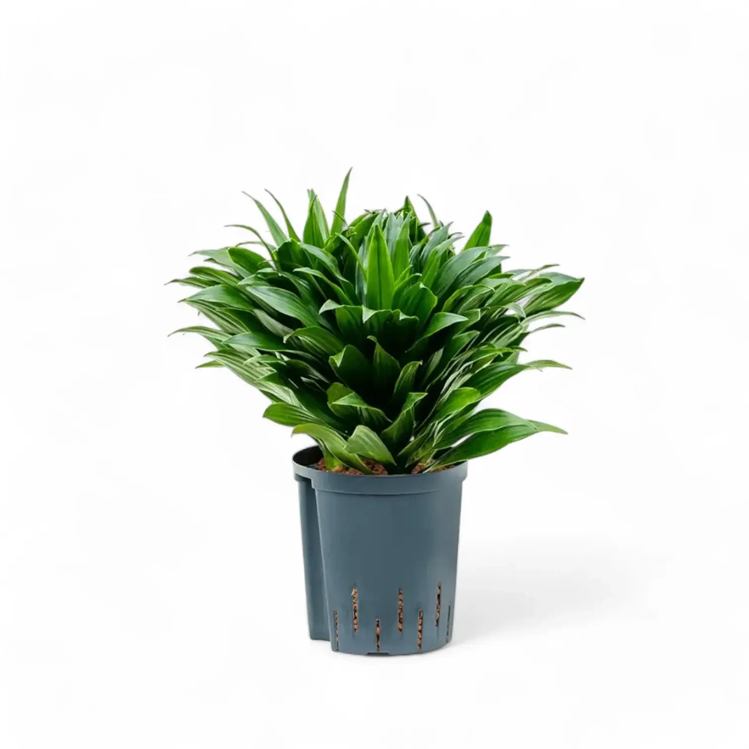 Dracaena fragrans 'Compacta' – Topfpflanze im Kulturtopf vor weißem Hintergrund, Produktfoto 5.